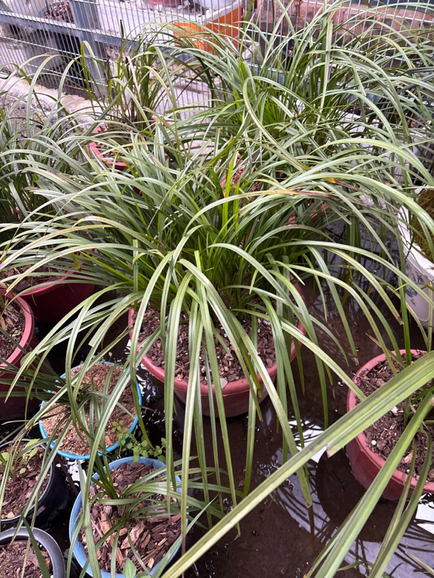 人工分株栽培春兰神木蘭