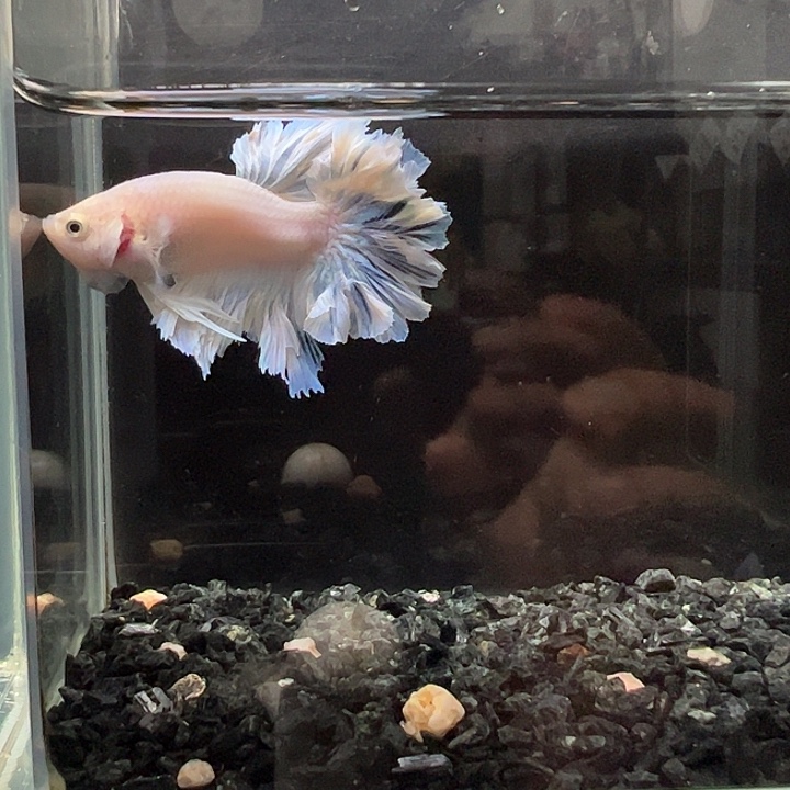 斗鱼跑单拉黑21日29