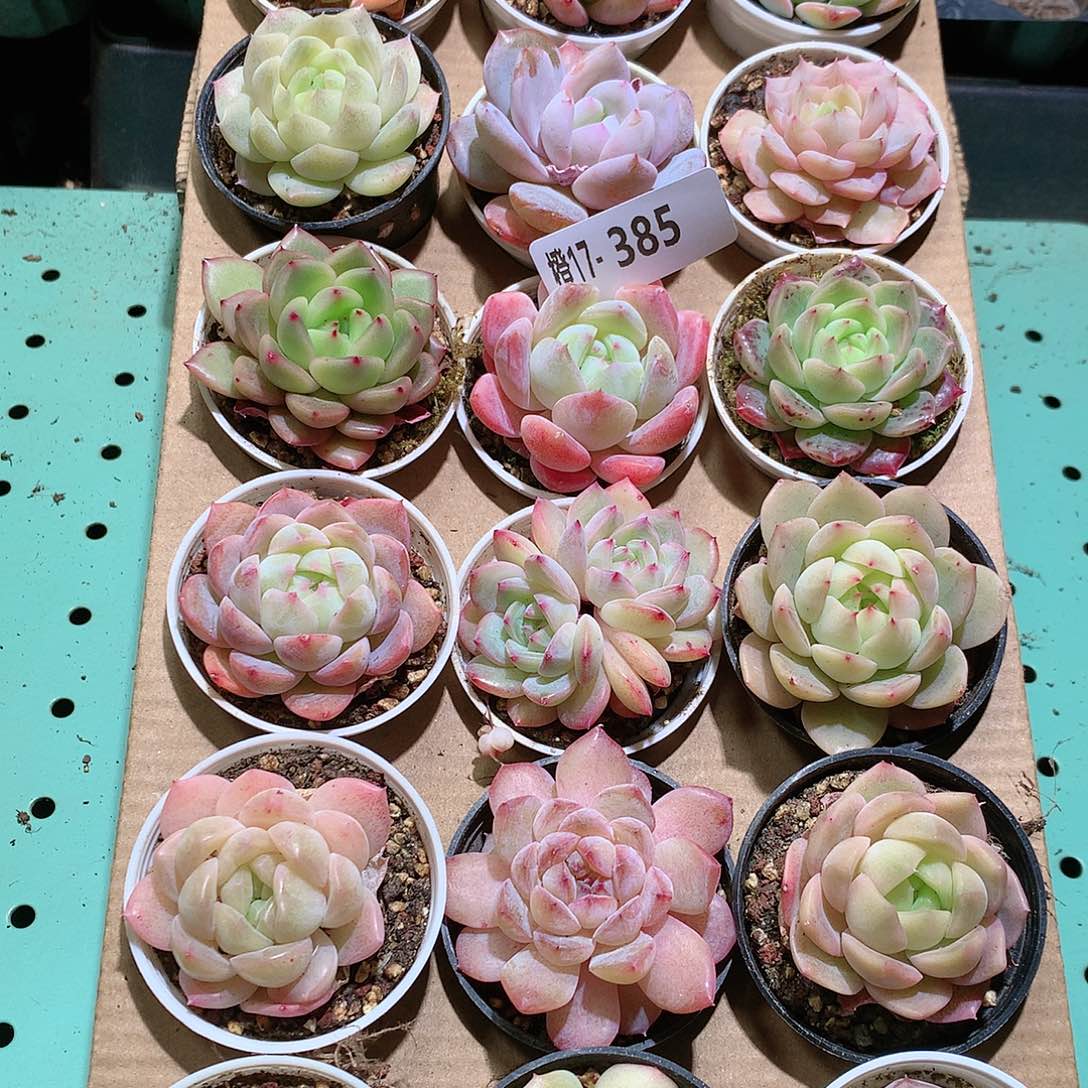 17-385一物一拍带盆18颗