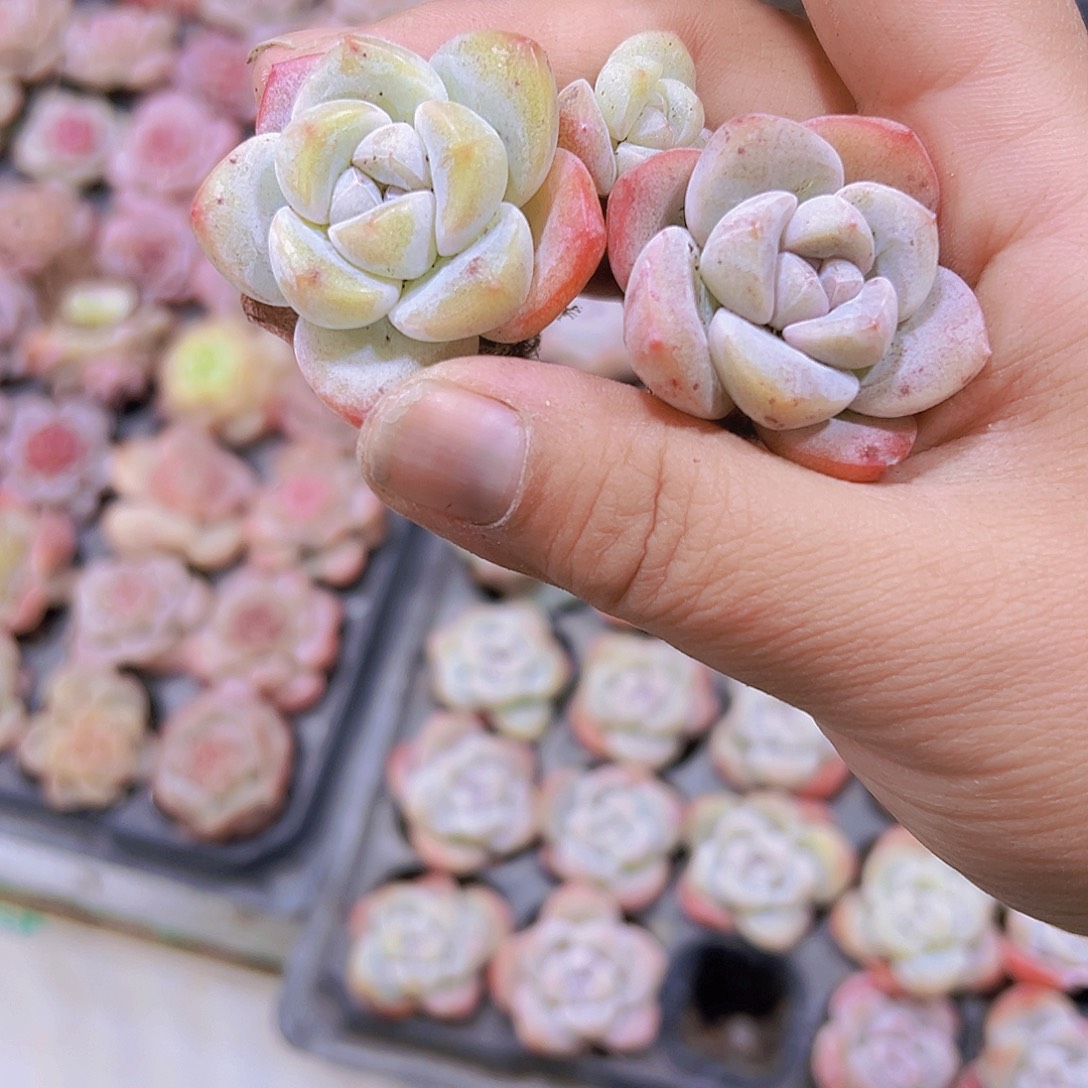 奶冰5个19包邮多肉植物