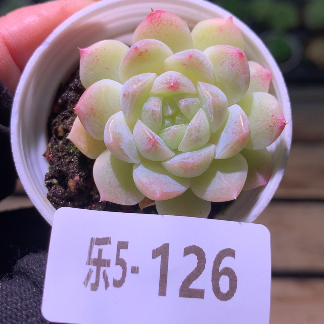 乐然 5-126 单头新品