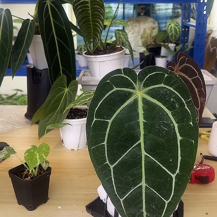 无花朵水晶杂贝斯