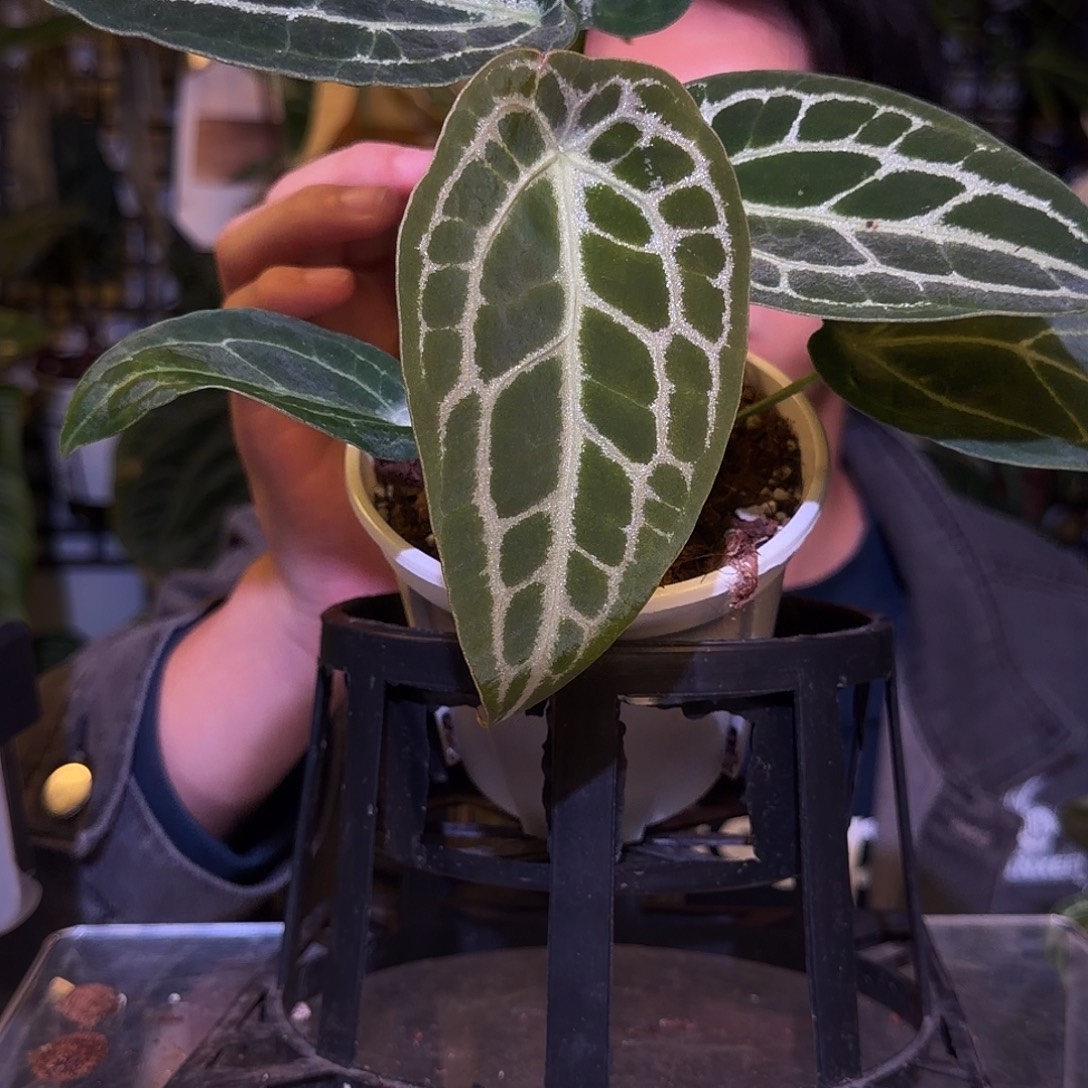 完全开放F481极致小钻石盾