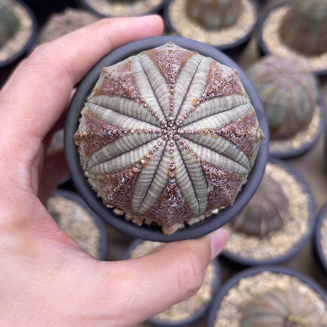 ****️欧系布纹球售出不退不换