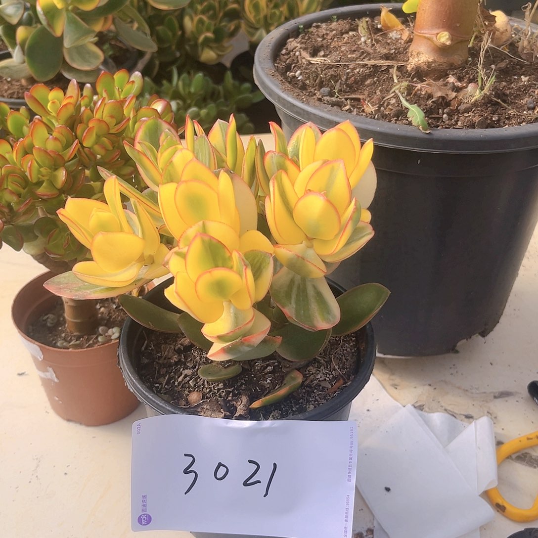 新花月景三色树3021号