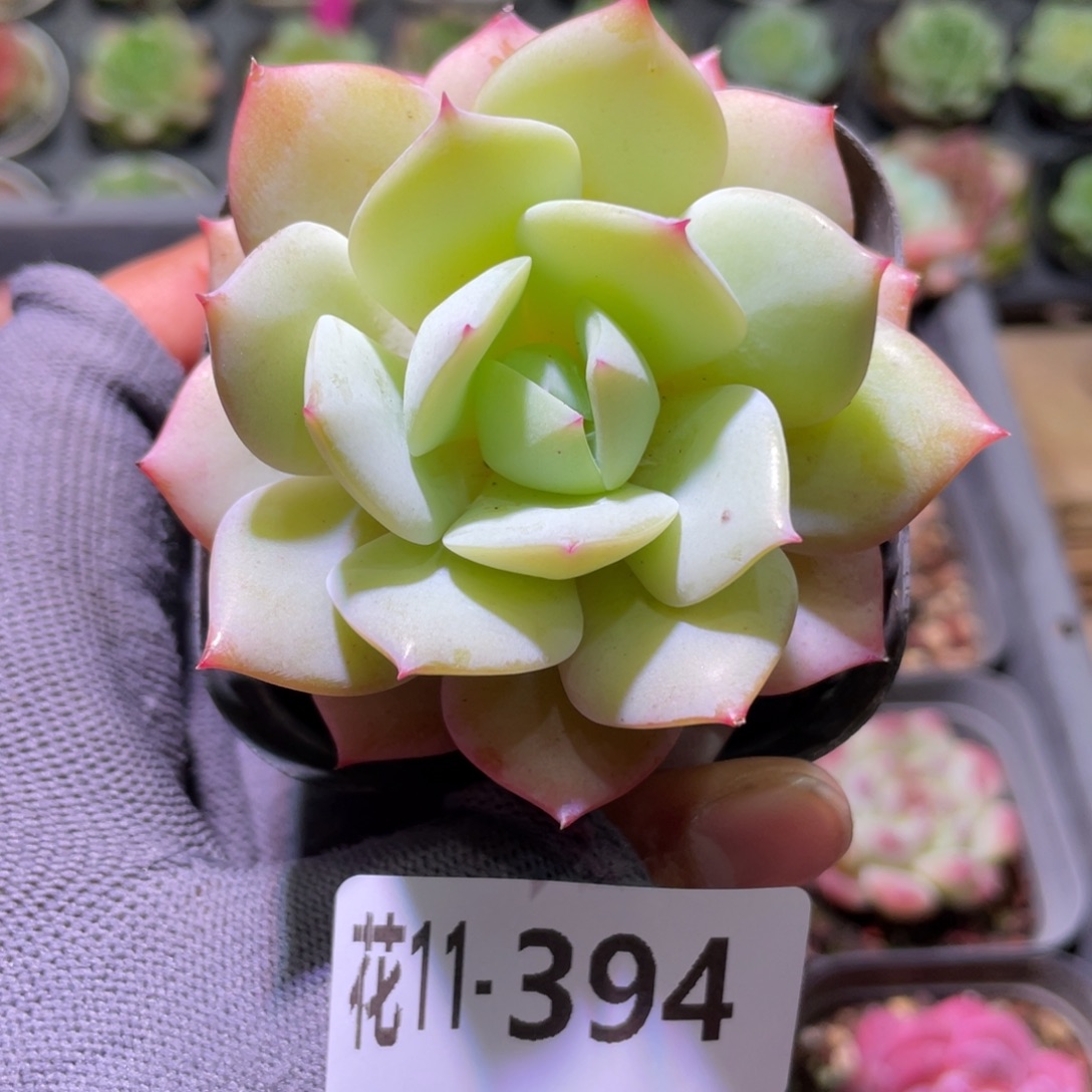 花利美11-394恋曲