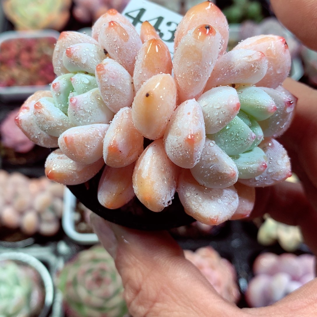 5厘米盆精控多肉443