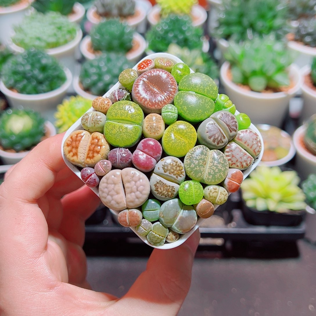 彩拼生石花带白盆种好