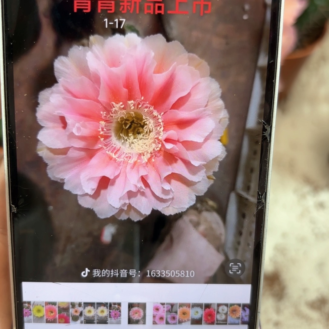 彩草1-17号6.5公分左右