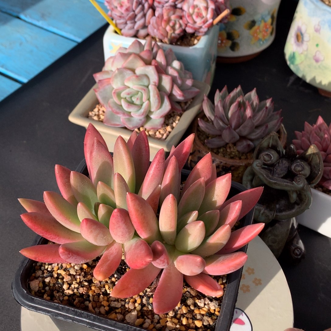 我们家的小仙女们