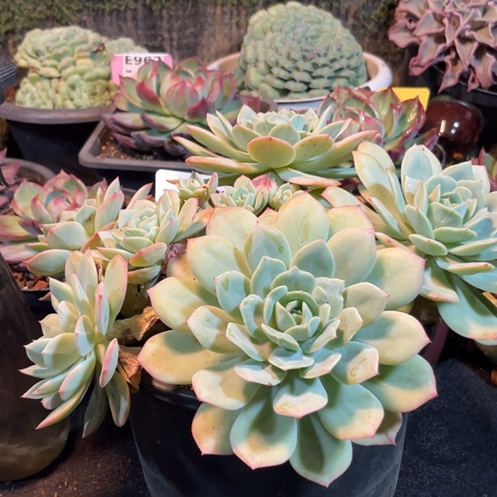 恋曲惊鸿一物一拍包装收缩花旱