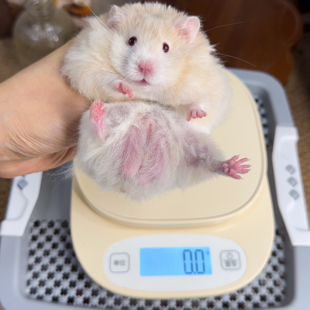 蜜波弟弟8.26生日