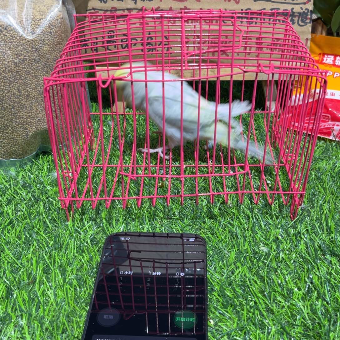 0***方虎皮鹦鹉金彩虎皮鹦鹉一只，一物一拍不退换竞拍