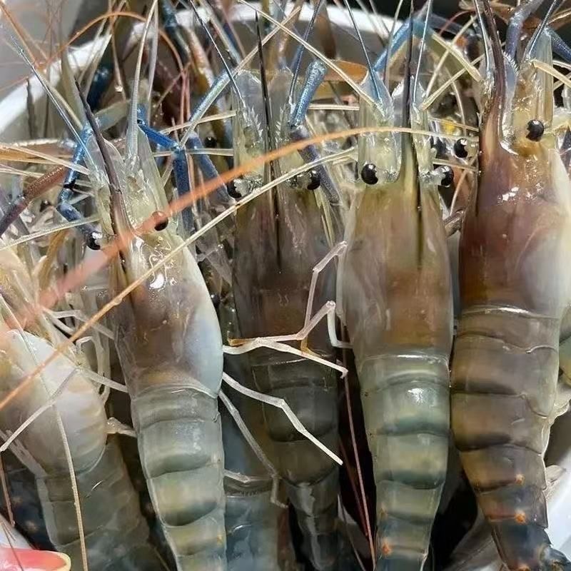 L2【拍三斤送一斤】新鲜速冻 罗氏虾 淡水虾沼虾液 氮冷链 发货