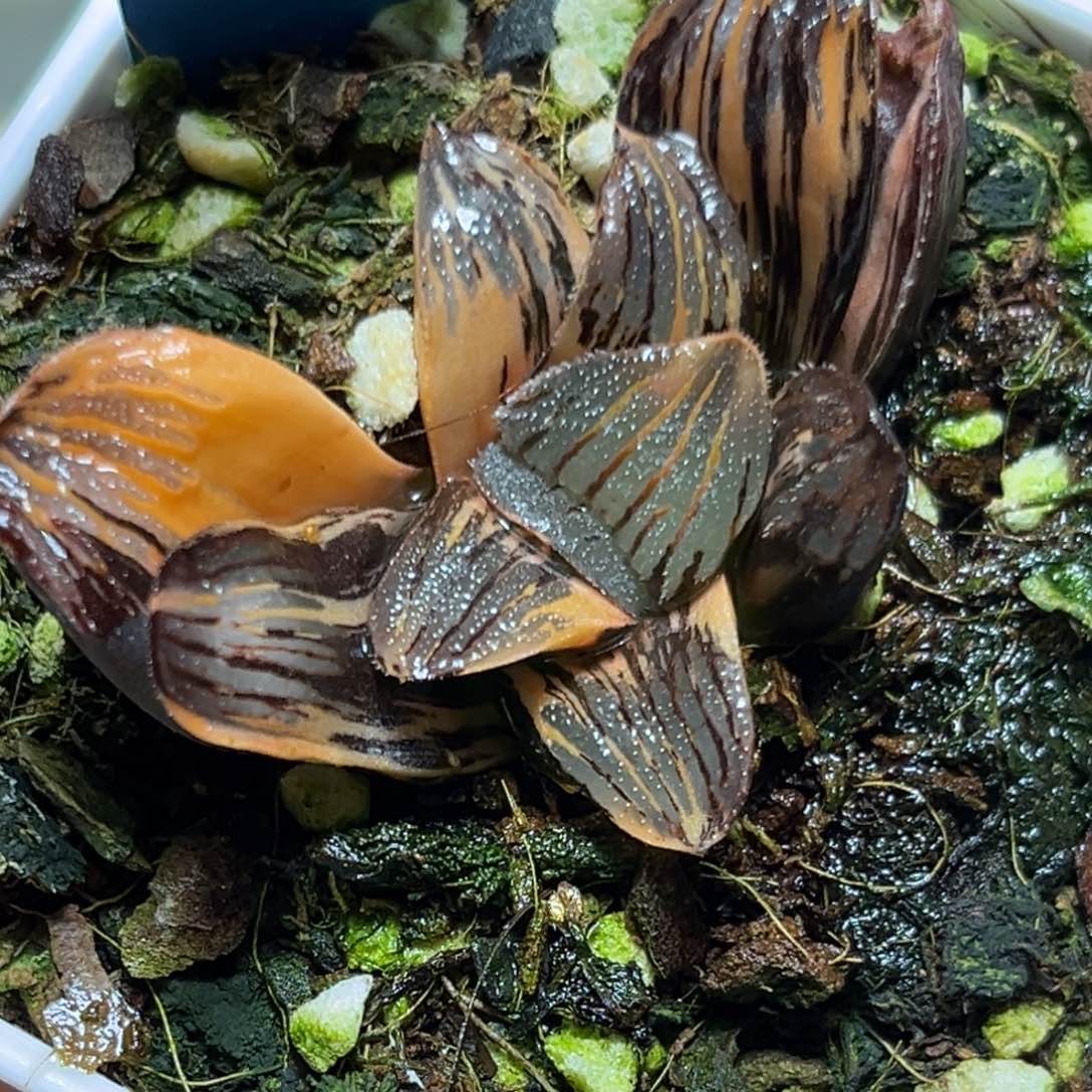 恭喜发财大吉大利952