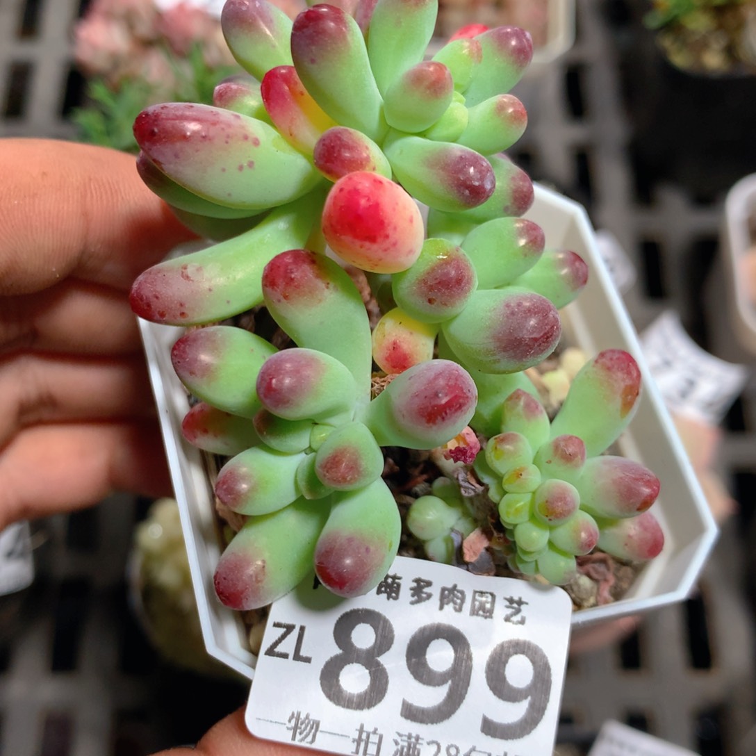 5CM拇指盆精控多肉ZL899