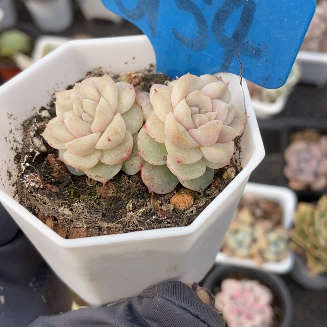 6154二八石化多肉植物保护