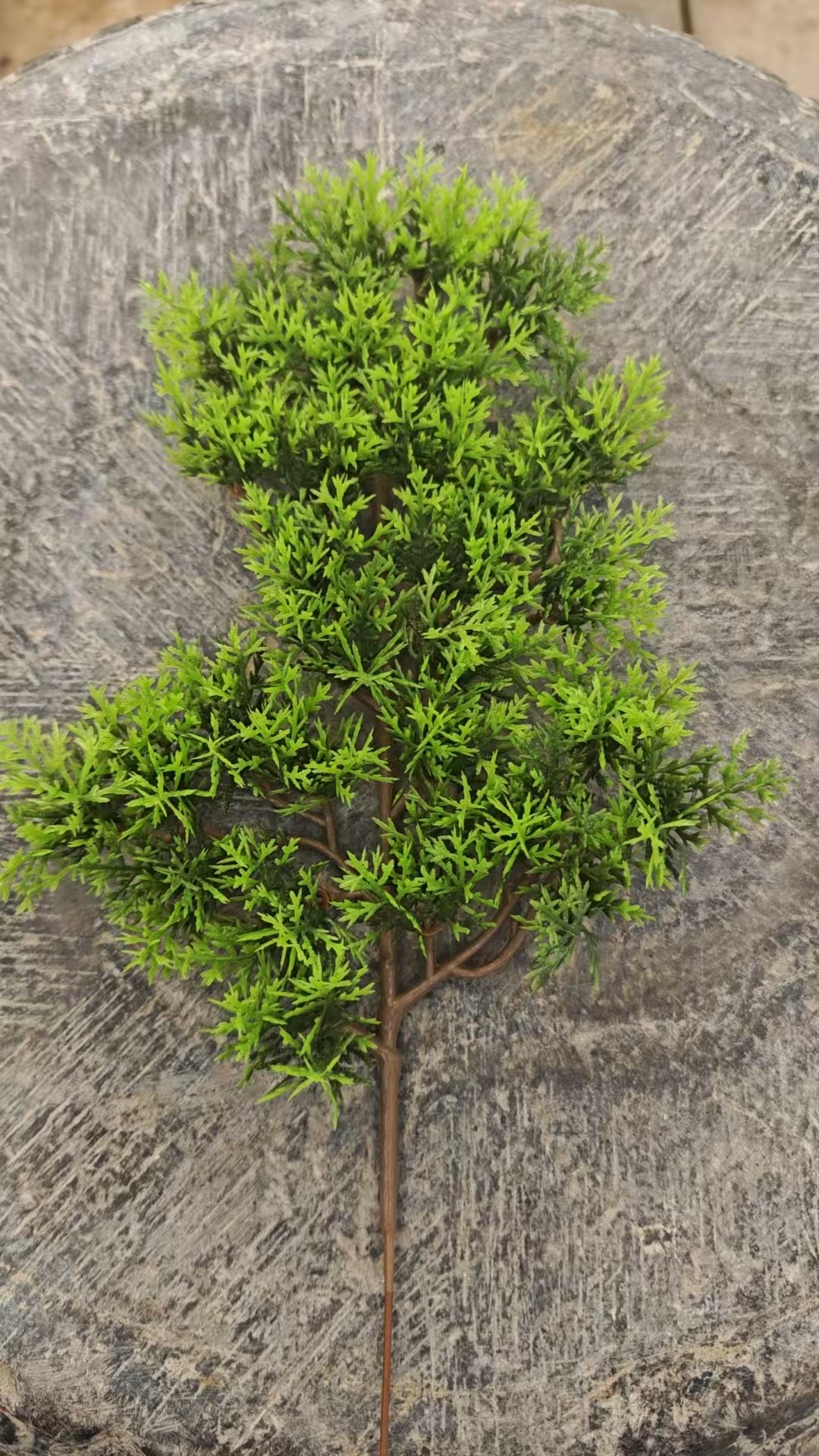 复合叶子盆景专用十份