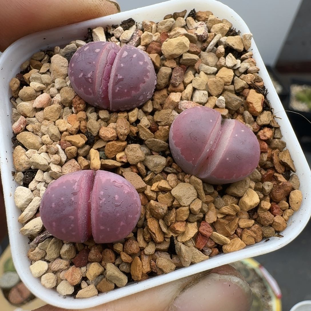 ）换个风格哈哈规范化