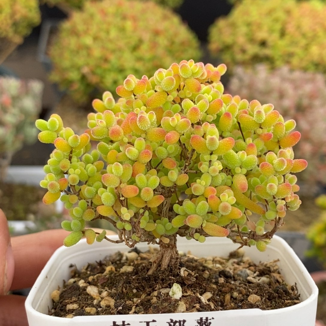 029蜜橘糖球 。       