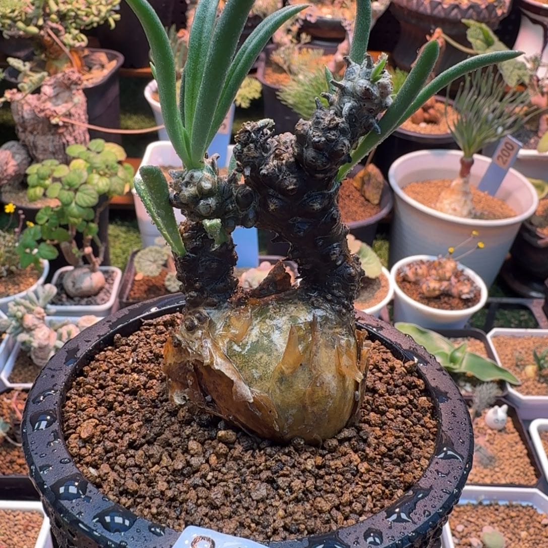 条纹奇峰锦843(钟小馗)