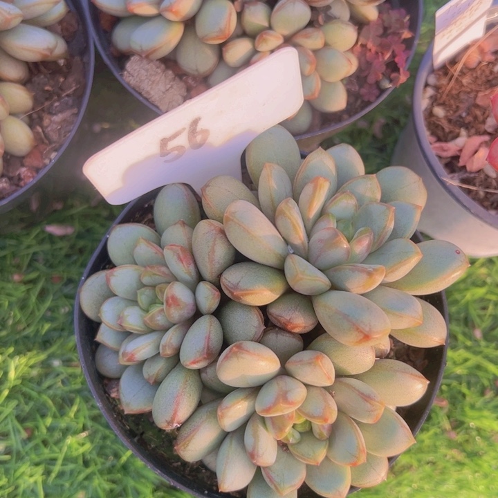 健健康康平平安安