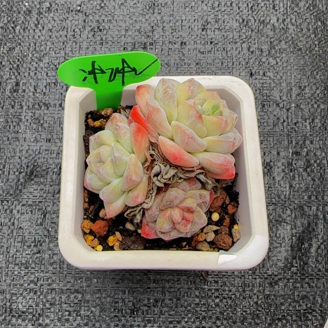 小冰玉群生多肉植物