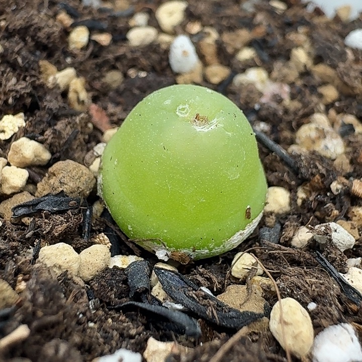 老马生石花1.2大葫芦2435