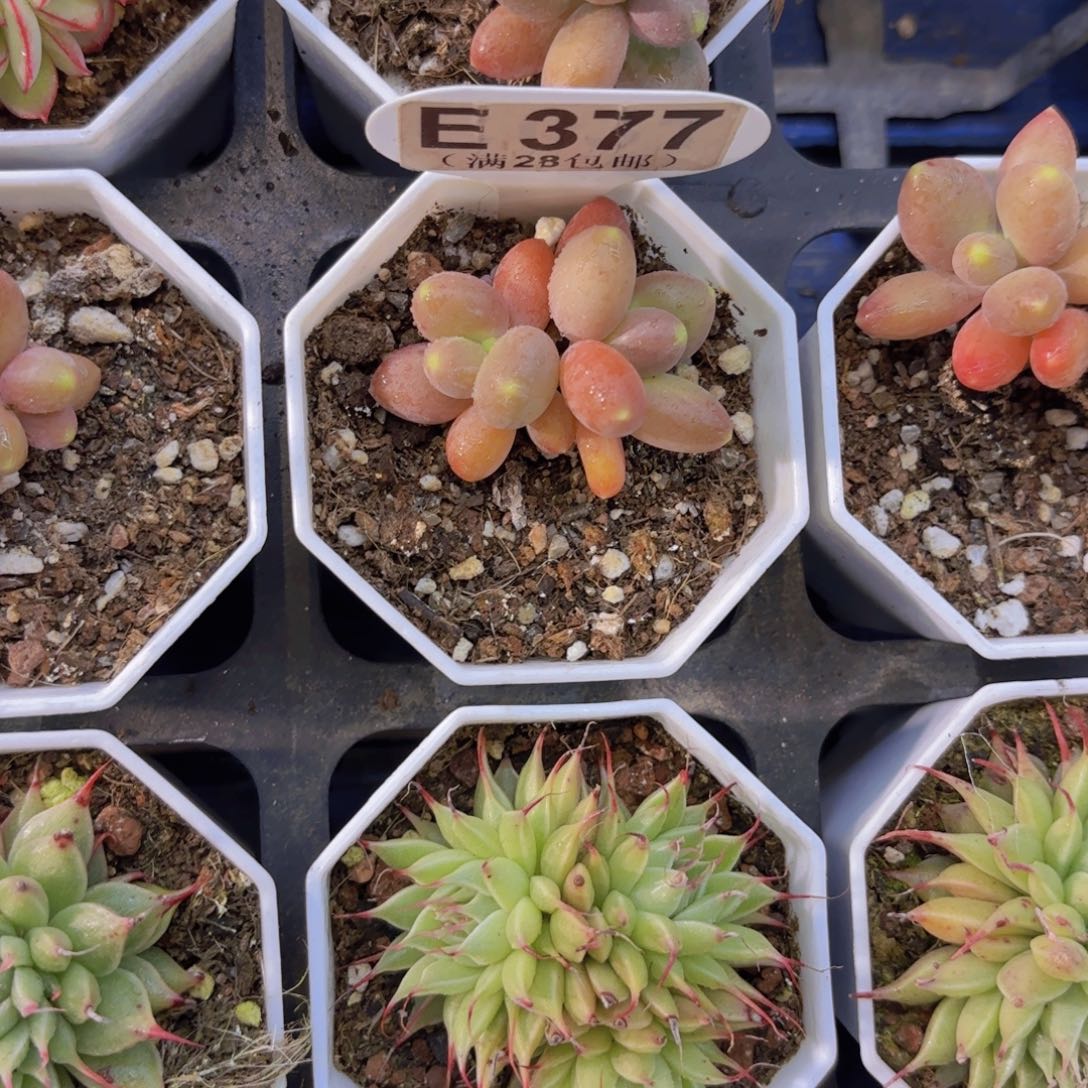 E377芒果奶一物一拍