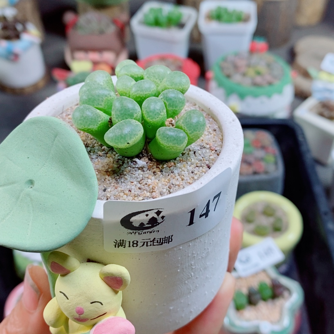 生石花花花花花花花147