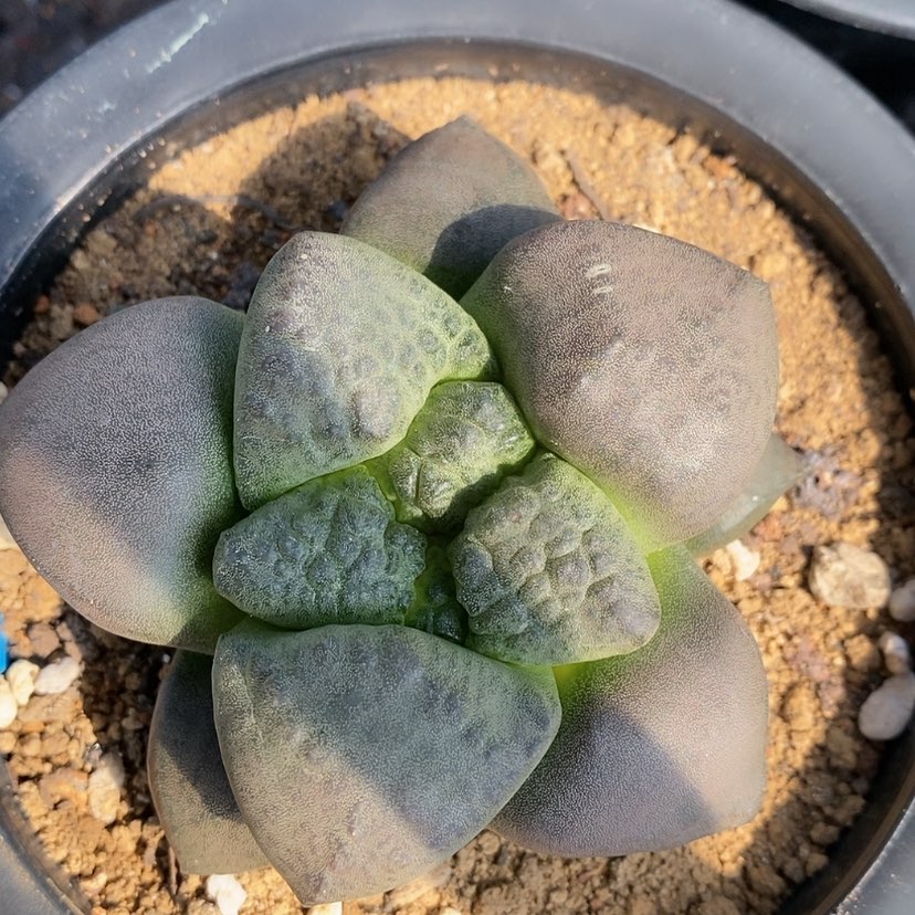 【闪购商品】实生连山
