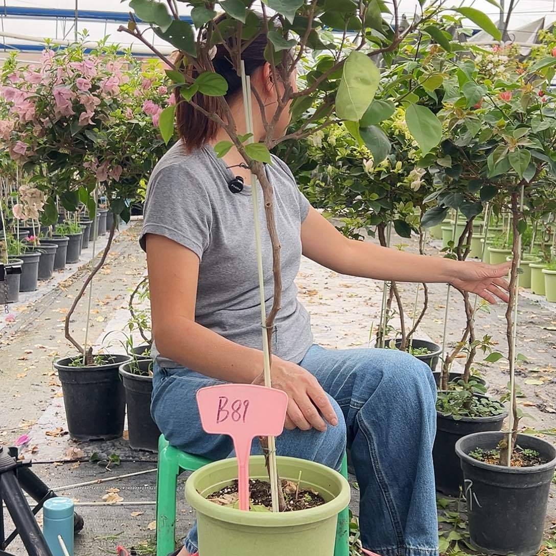 琴***子大部分花苞少量开放B89波妹或阿达娜