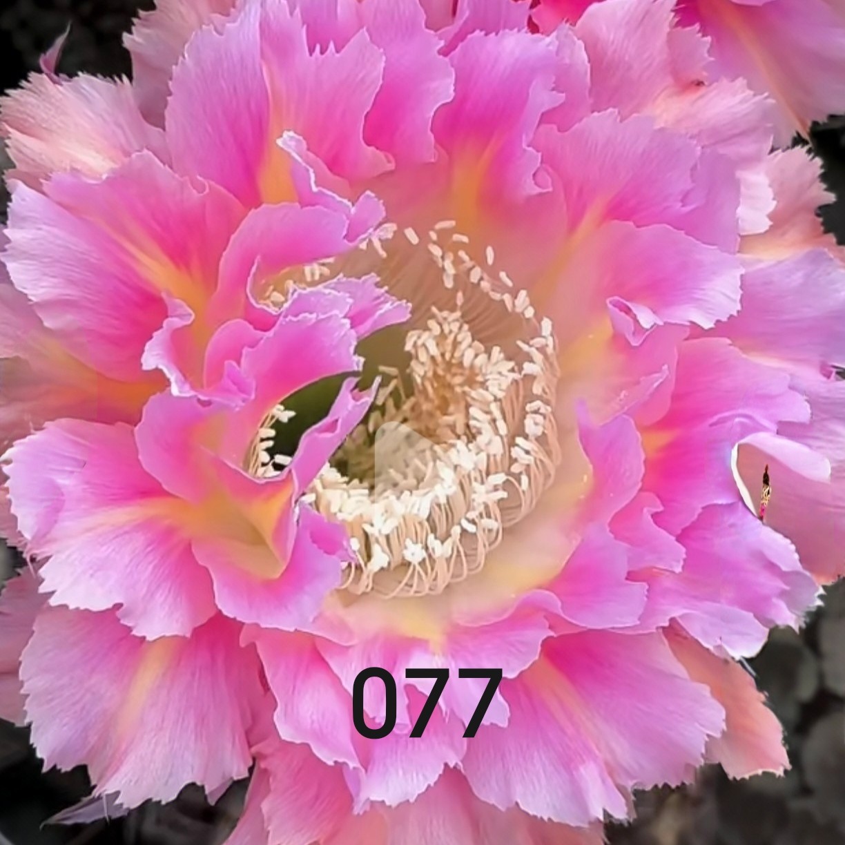 彩草077无根侧芽 歪直径5㎝左右 满28米包邮非偏远