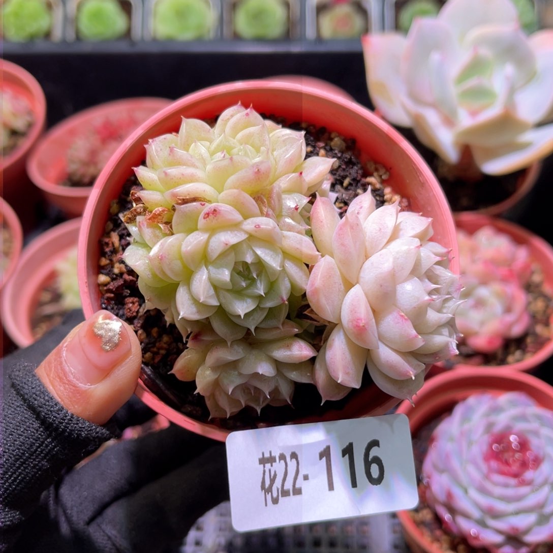 花22-116麦秆群生