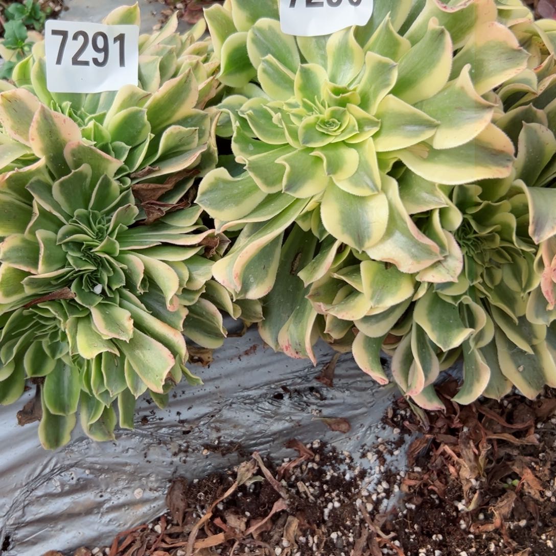 我7291号和7290 号两个多肉法师新年特价