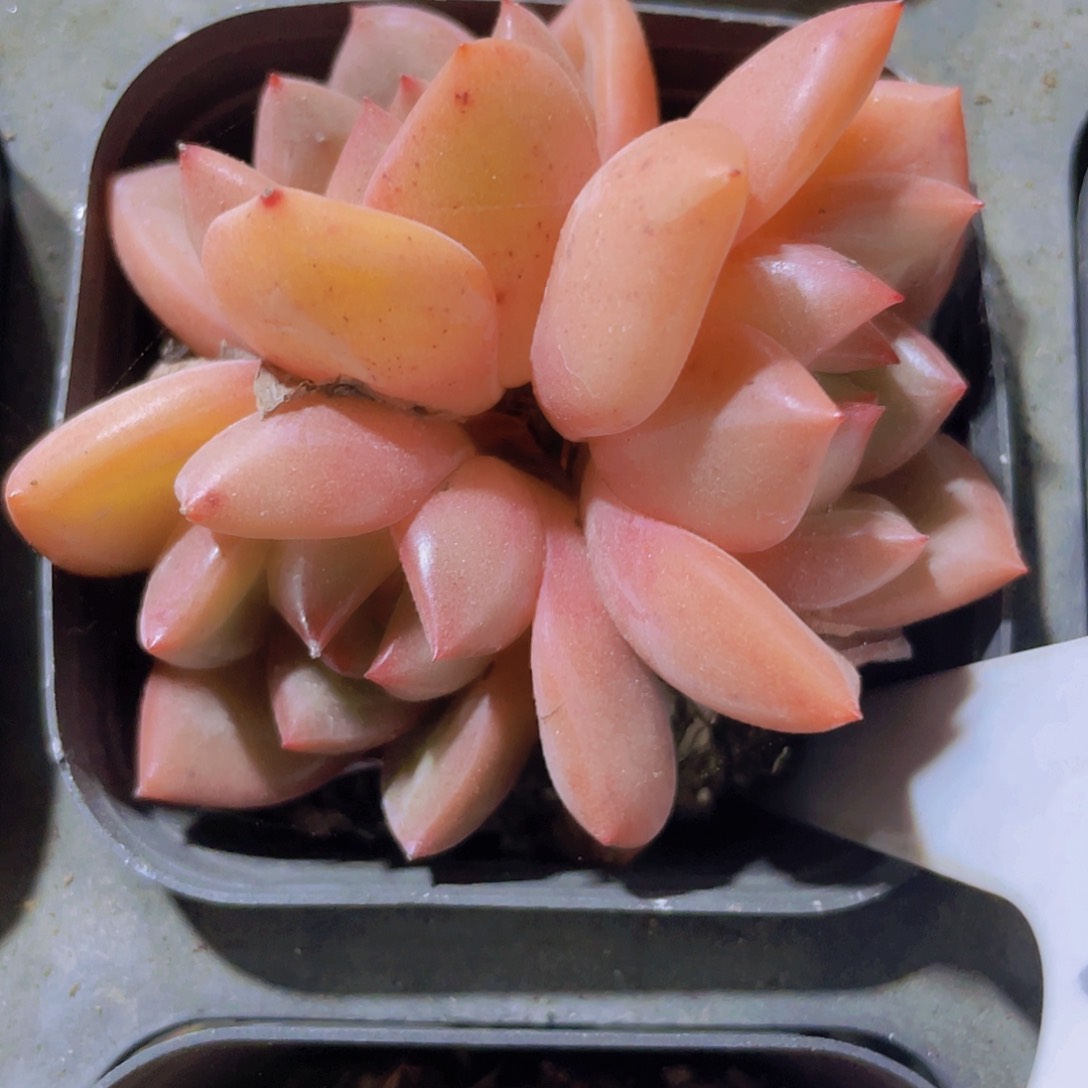 香槟群a017一物一拍