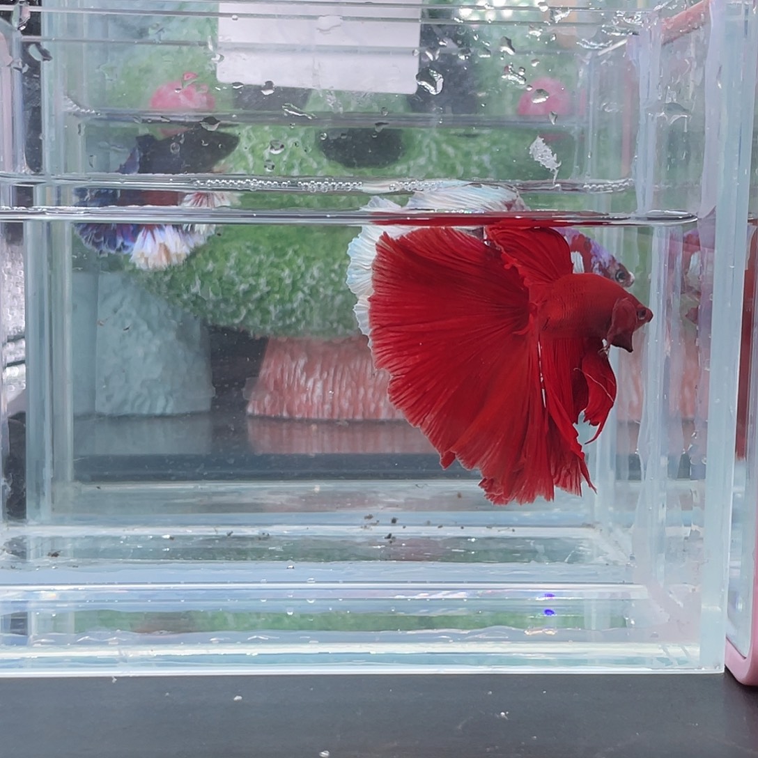 斗鱼巨斗大红袍24早