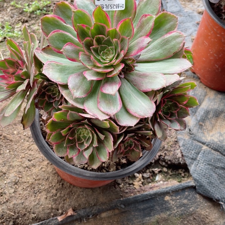 流**叶713莲花多肉1，12345678