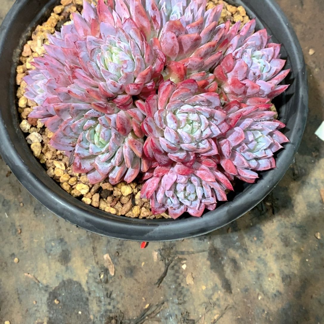 花***宿加比海多肉植物老桩