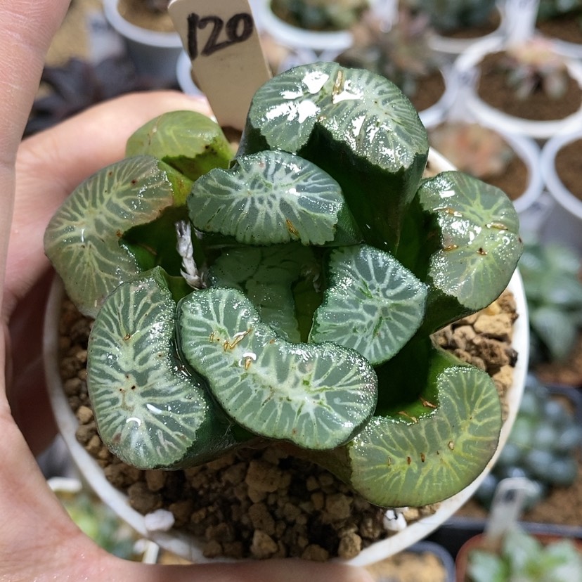 【闪购商品】120灵鹫山