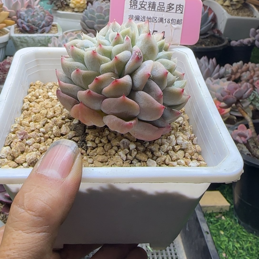 锦安精品多肉植物254