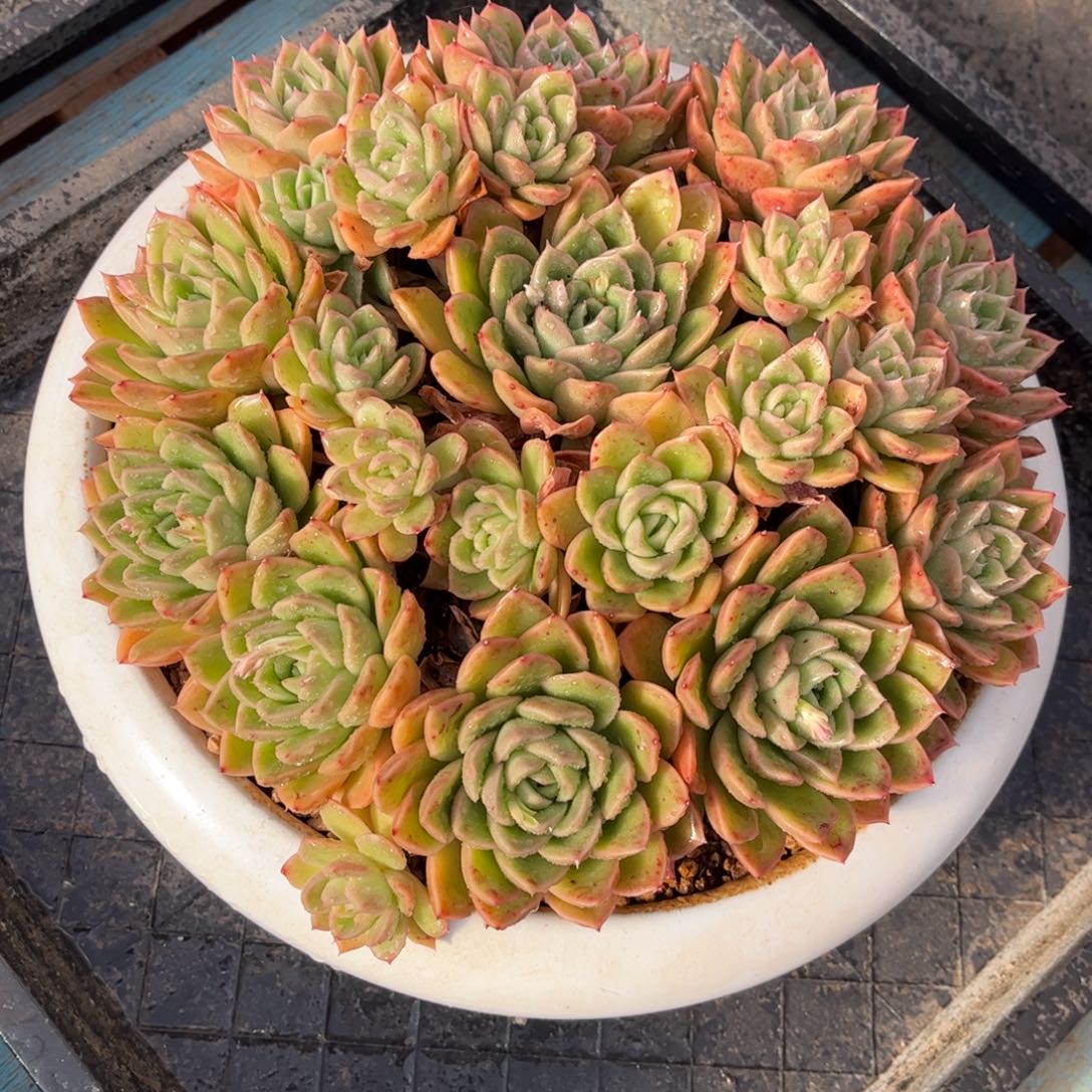 精品多肉一物一拍