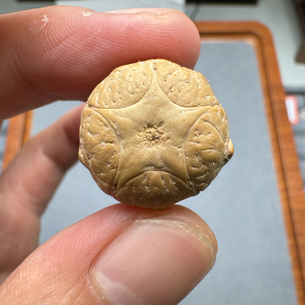 特价20+五星上将菩提凤眼手串三通佛头，非质量问题开孔不退