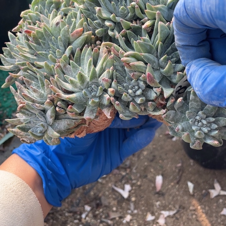 481号白雪多肉植物微瑕