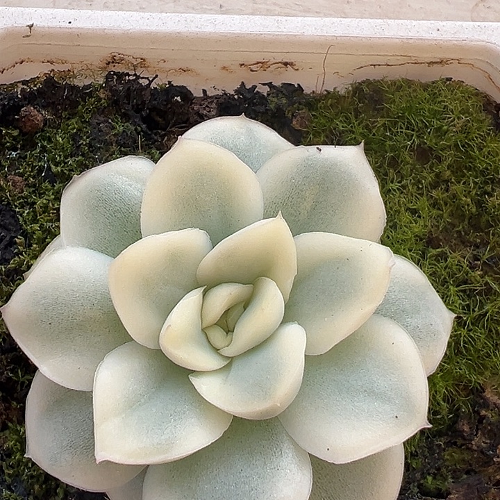 毛***蛋白白雪鸢锦多肉植物