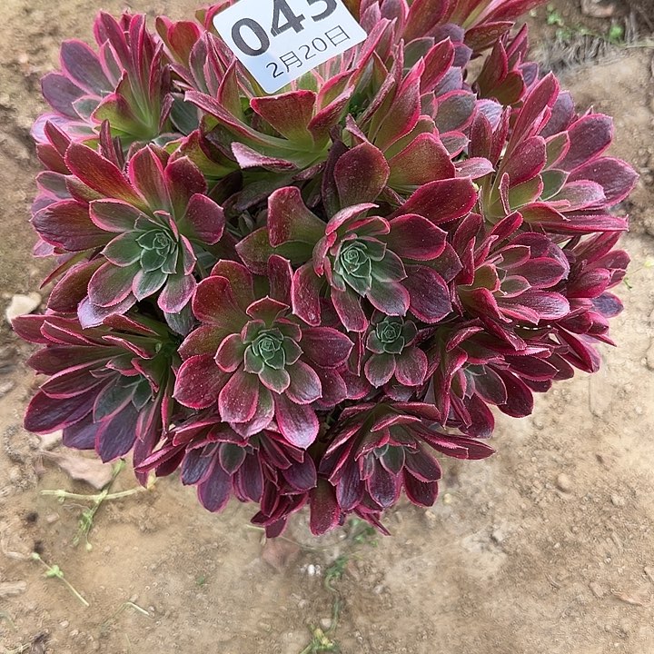 2.20-43男神多肉植物