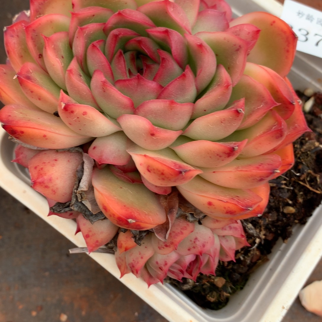 3375杂交多肉植物