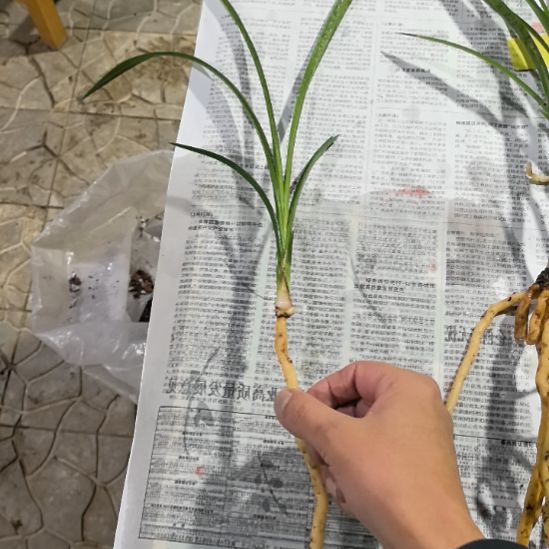 完全开放旗云龙头青苗