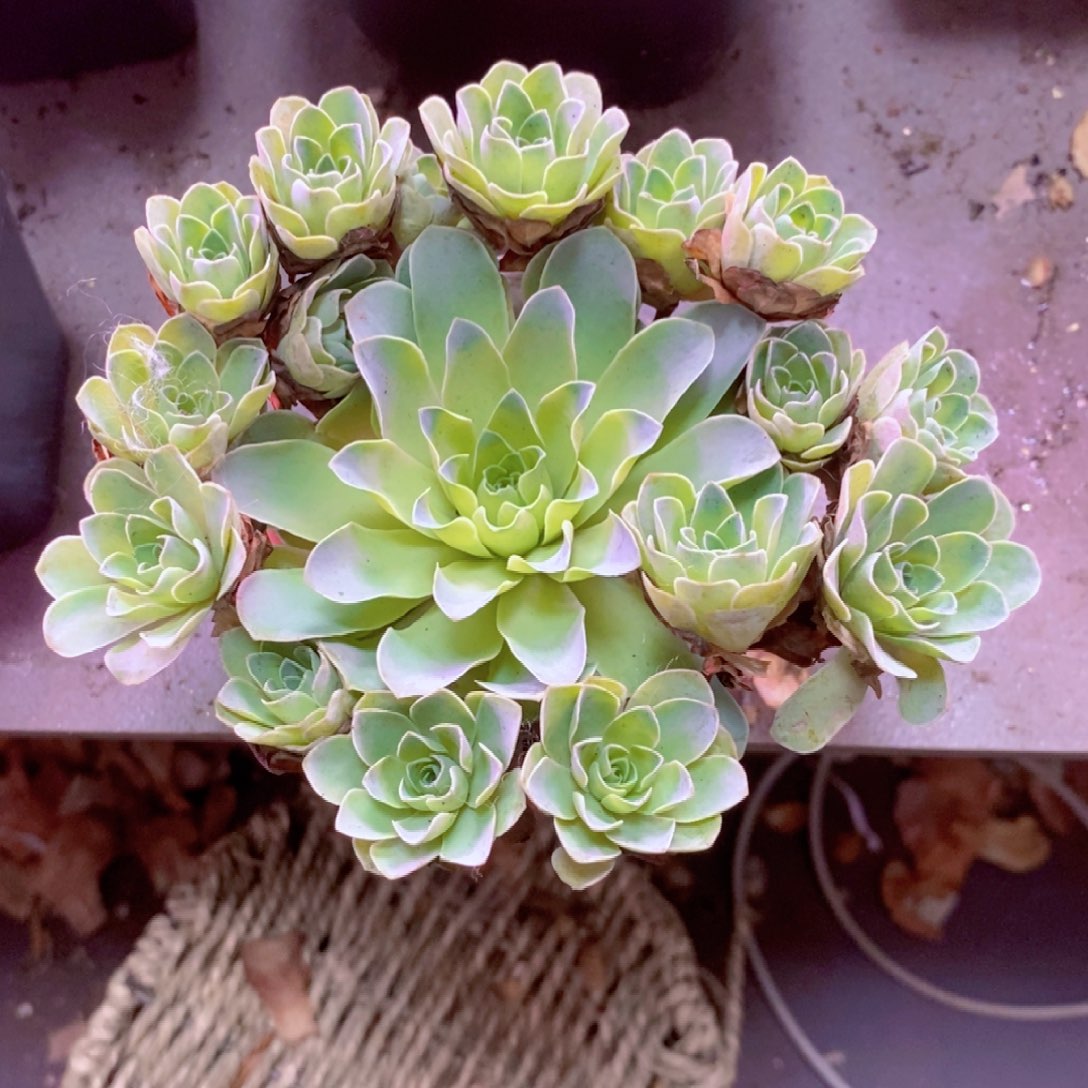 大***耶山地玫瑰一物一拍380