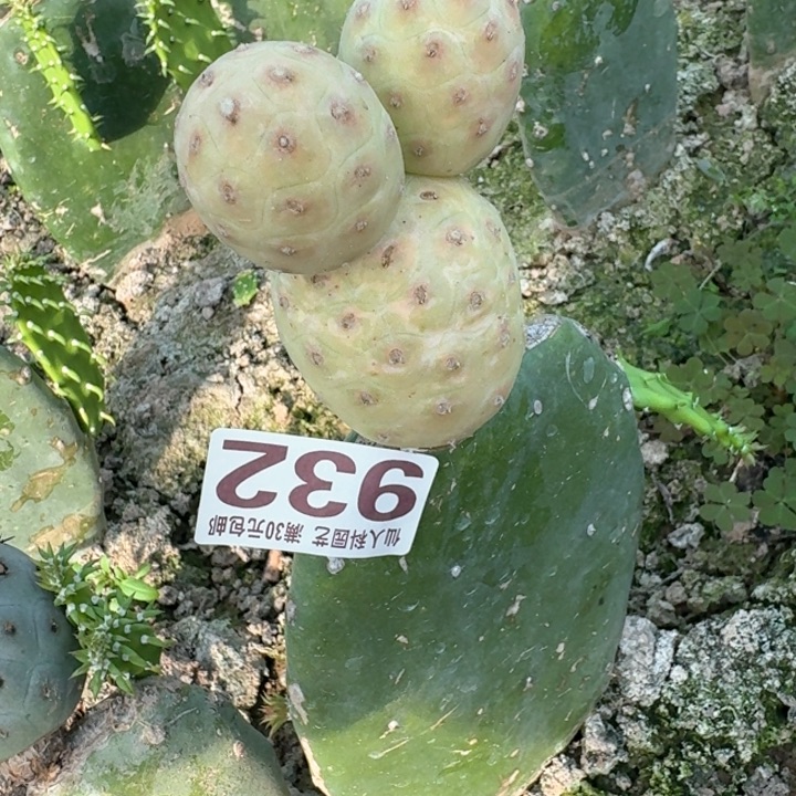 932无刺习锦仙人球